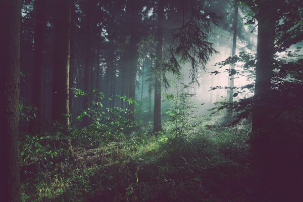 Premium Digital Wallpaper Bundle