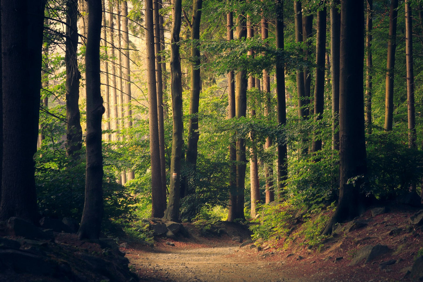 Nature Essentials — Digital Wallpaper Bundle